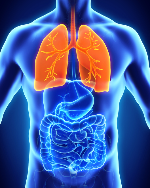 Modell des menschlichen Körpers, Brust, Bauch, Lunge, Verdauungssystem