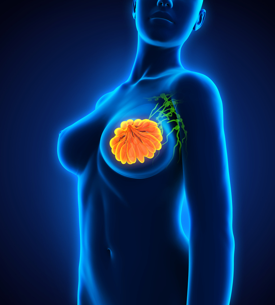 Weibliches Modell, Brustdrüse, Achsellymphknoten