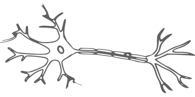 Nervenzelle, Neuron