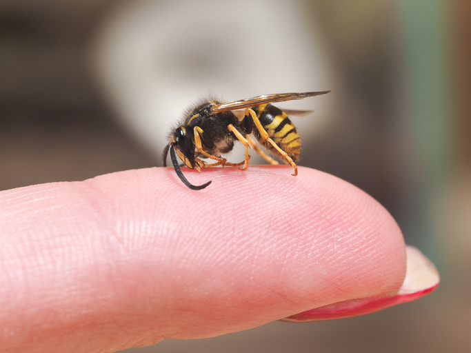 Eine Wespe sitzt auf einem Finger, ein Zeichen für eine Allergie gegen Insektenstiche