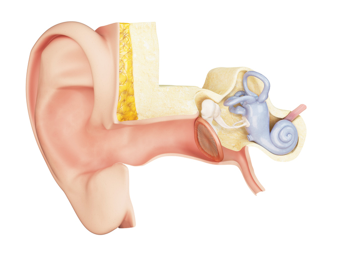 Mittelohr anatomische Ansicht