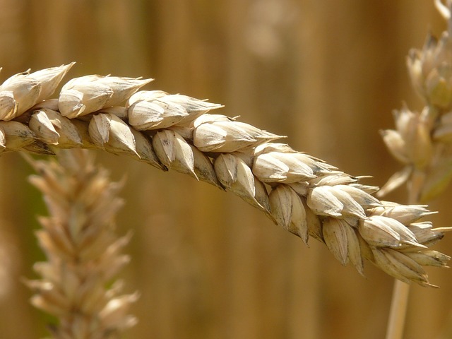 Eine Quaste aus Roggen, die für Glutenunverträglichkeit, d. h. Zöliakie, steht