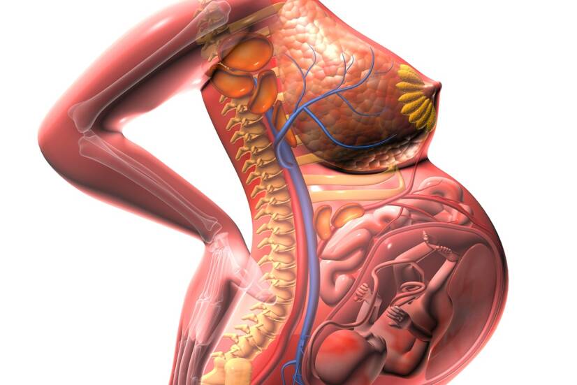 Anatomische Darstellung der wachsenden Gebärmutter und des Drucks auf die umliegenden Organe, Quelle: Getty Images