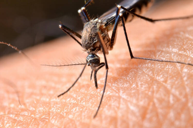 Mückenstiche: Wie wählen sie ihre Opfer aus und wie kann man sich schützen?