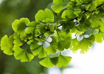 Ginkgo biloba: Was sind seine erwünschten und unerwünschten Wirkungen? Fördert er das Gedächtnis?