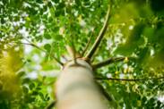 Moringa oleifera: Kennen Sie diesen essbaren Baum? Was sind die Wirkungen von Moringa?