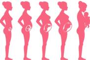 Schwangerschaft nach Wochen: Wie verläuft die Schwangerschaft und die Entwicklung des Fötus?