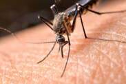 Mückenstiche: Wie wählen sie ihre Opfer aus und wie kann man sich schützen?